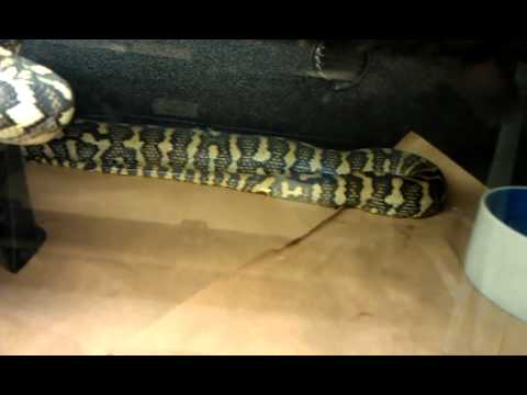 morphemes pdf Carpet python Collection !!