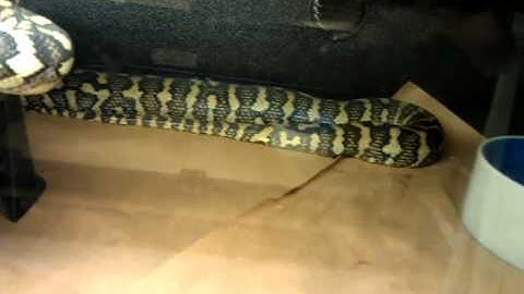 Carpet python Collection !!