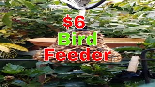 Let's Watch The $6 Bird Feeder. #birds Cards show up every day around this time.