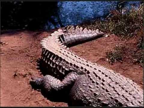 crocodile poo