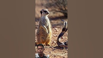 #snake #wildlife #wildanimals #cobra #animals #khim #kingcobra #findingsnack #bigfoot #ihavethisthin