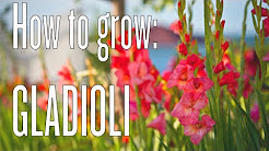 How to Grow Gladioli