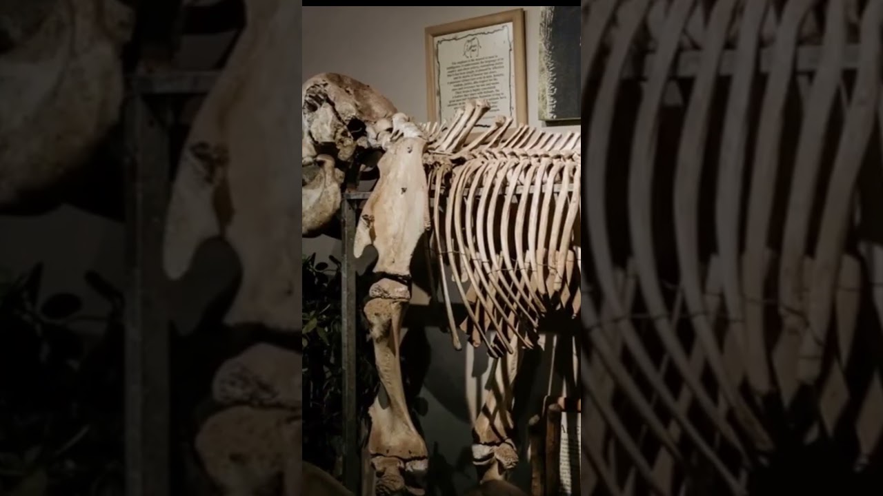 Elephant and Giraffe Bones: Endangered Species as fashion!!!