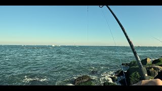 Stripers Blitzing and Togs at NJ Jetty - Nov 16th 2023 - Tautog / Blackfish Fishing From Shore