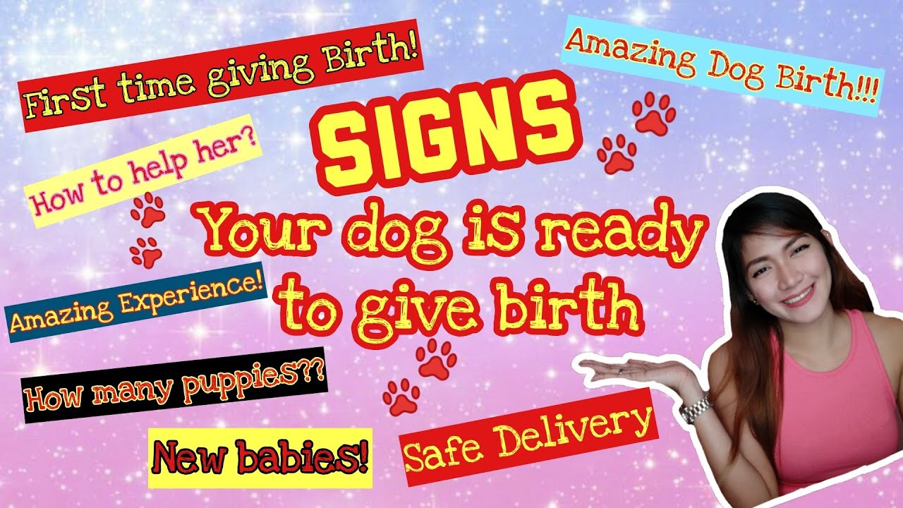 How To Help A Dog With Her Period