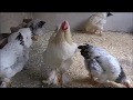 GALLINAS DE LA RAZA BRAHMA. DESDE LOS PRIMEROS DIAS HASTA LOS SEIS MESES