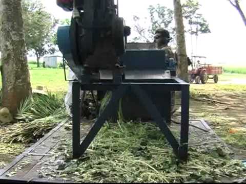 Juta e Malva: Fibras da Amazônia -  Horizonte