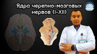 Ядра черепно-мозговых нервов (I-XII)