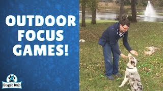 How To Train Your Dog To Focus on You Outdoors