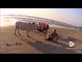 Cow interrupts beach yoga || Viral Video UK