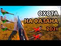 ОХОТА НА ФАЗАНА!!!! СОБАКА ВЗЯЛА ФАЗАНА ЖИВЬЕМ!!! ВЫХОД ТРЕТИЙ. ОХОТА 2021!!!