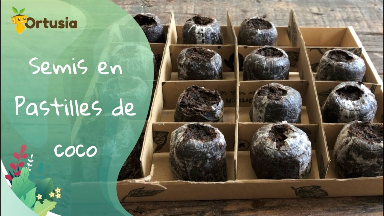 🌿SEMIS EN PASTILLES DE COCO🌿ORTUSIA