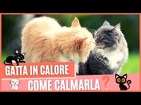 Video: Come Gestire una Gatta in Calore: 10 Passaggi