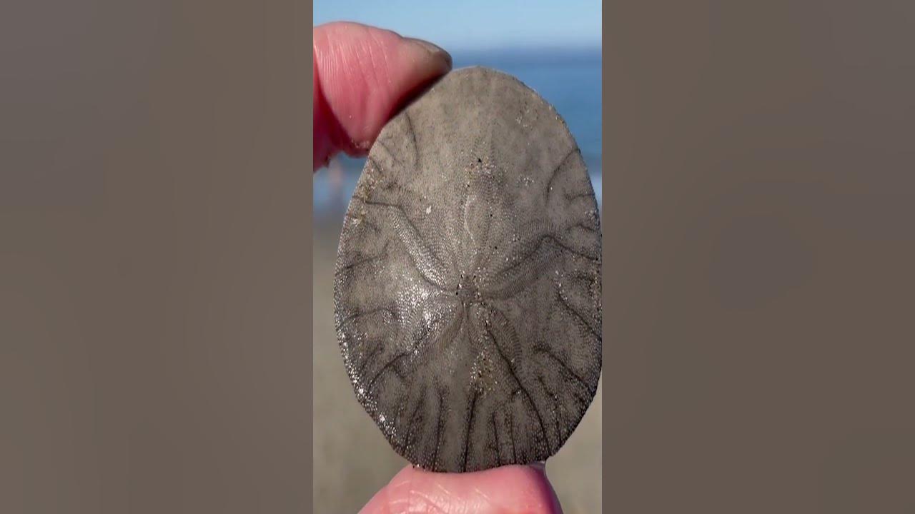 Sand Dollars: Dead or Alive?