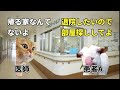 激突！イカれた病院VS法律事務所!【猫ミーム】
