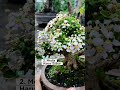 Tips Bonsai Mirten Rajin Berbunga‼️#asmr #bonsai #bonsaitree #garden #caraperawatanbonsai #gardening