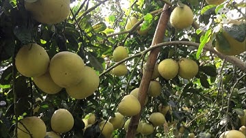 Thu hoạch bưởi cát quế đầu vụ #freesky