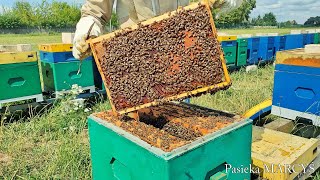 Problemy Z Rodziną Pszczelą. Nowa Metoda Na Warrozę.
