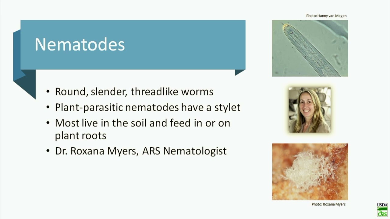 Fungal Attackers of Protea - Dr. Lisa Keith, USDA ARS DKI PBARC