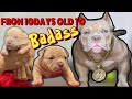 10DAYS OLD TO BADASS!!! EXOTIC BULLY TRANSFORMATION • CRAZY BOSXZ • Sam Walastik