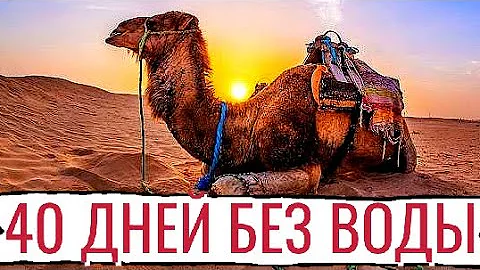 ПОЧЕМУ ВЕРБЛЮД ТАК ДОЛГО ОБХОДИТСЯ БЕЗ ВОДЫ