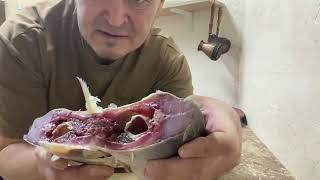 Рыбалка Маково. Жерех, сухой посол.