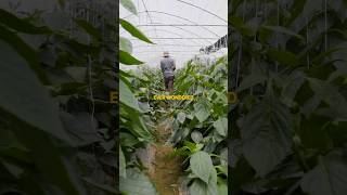 How A Nigerian Built The Largest Modern Farm In Africa farming simonarome