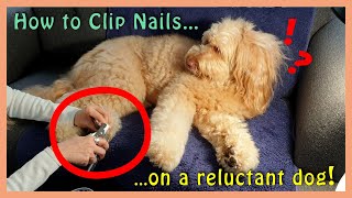 How to TRIM DOG NAILS (on My Reluctant Goldendoodle)