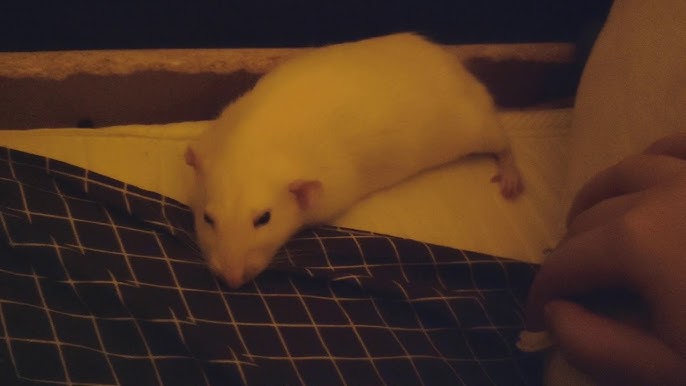 Странные звуки, издаваемые домашней крысой: их значение и значение