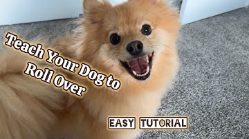 Easiest Way to Teach Your Dog to Roll Over!
