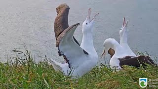 Royal Albatrossalbie Party Short Fight Courtship Display709 Pm 20231023