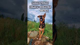 САМАЯ УМНАЯ СОБАКА-ИНВАЛИД. ЧАСТЬ 3 #развлечения #животные #shorts