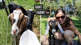 Touring a GOAT farm in Door County, Wisconsin (Gelato + BABY goats! 🐐)