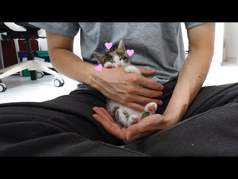 A Baby <strong>Cat</strong> Needs to Hold Dad&amp;#39;s <strong>Hand</strong> to Sleep