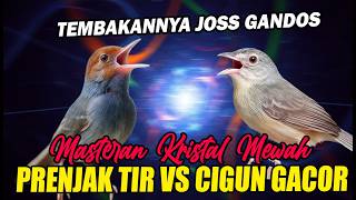 Masteran Kristal Mewah Suara Ngeplong Prenjak Tir VS CIgun Gacor