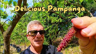 Delicious Kampampangan Exotics