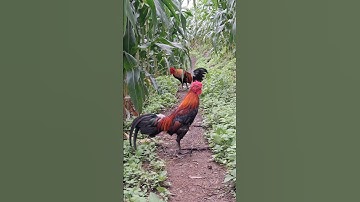 gà rừng mã đỏ gáy cực hay.qaib qus qua zoo