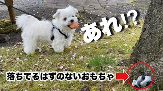 [Prank] If your dog's precious toy falls during a walk... by マルチーズのナナ 18,317 views 3 weeks ago 8 minutes, 14 seconds