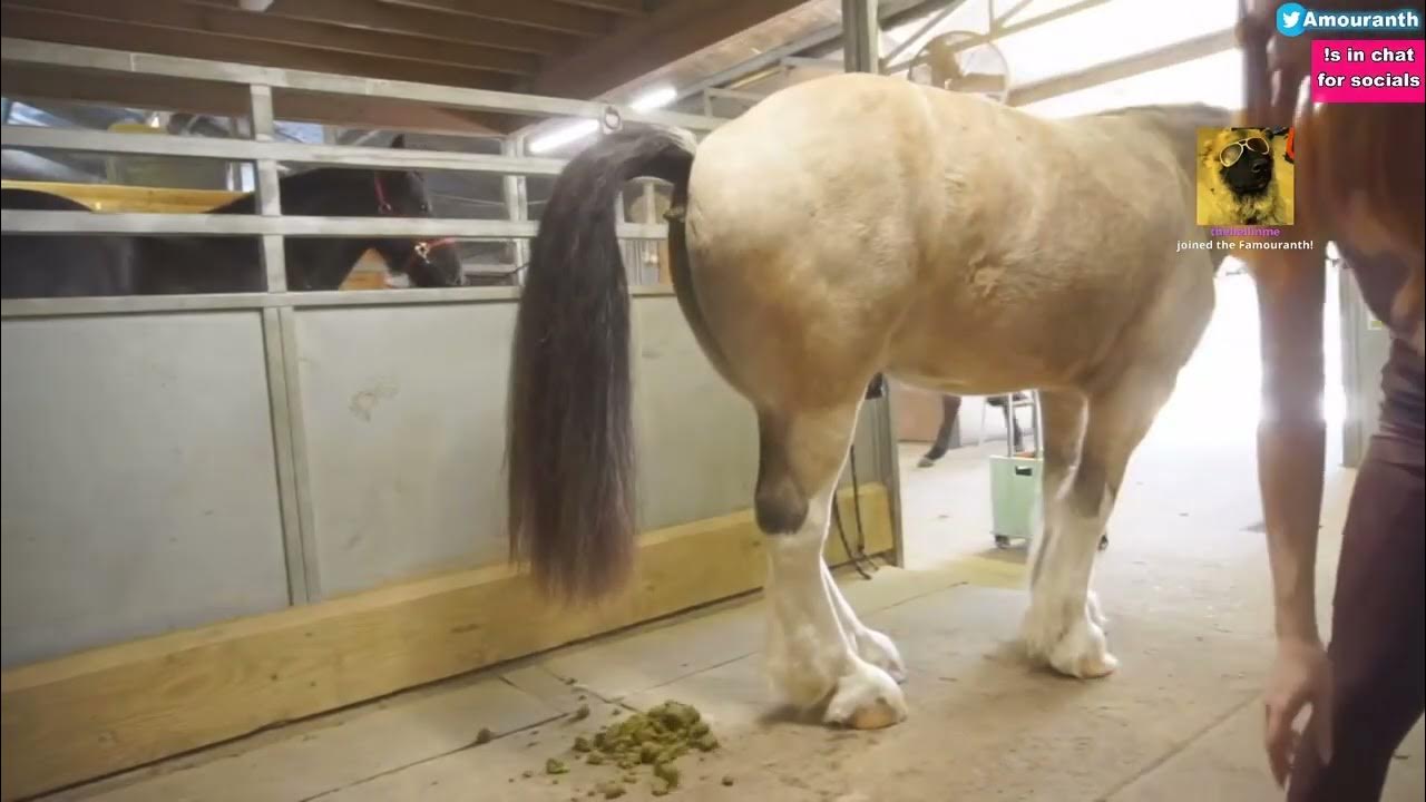 Horse pooping on Live Stream YouTube