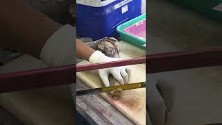 #histopathology #histology #viral #dmlt #labtechniques #mbbs #pathology #pathologylab #nursing