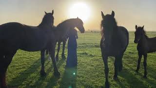 Fotoshoot KWF Horse Kalender Powervrouwen editie Friesian Horses follow the herd