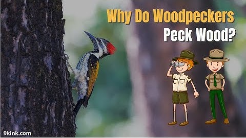 Why Do Woodpeckers Peck Wood?