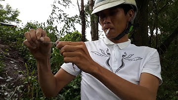 CÂU CÁ THIÊN NHIÊN||CÂU CÁ LÚC TRỜI ĐANG MƯA VÀ ĐẦU MÙA NƯỚC NỔI CÁ GÌ CŨNG ĂN MỒI||MINH ĐỨC MT