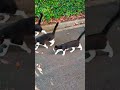 白と黒の猫の河。A river of black and white cats.