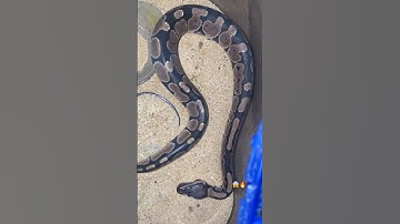 Ball python snake 🐍😱 #viralshort #ballpython #snake #shorts #pets