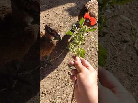 Румынский фазан 3