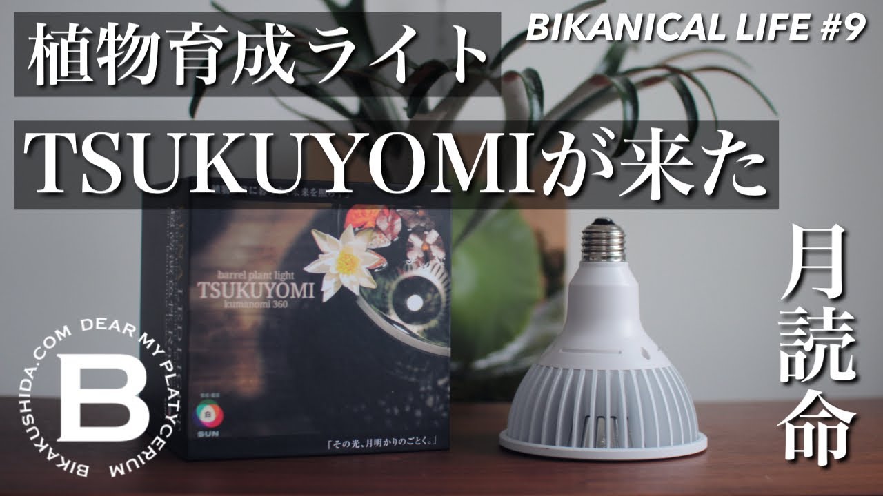 植物育成ライトTSUKUYOMIが来た］BIKANICAL LIFE9 ビカクシダ/コウモリ