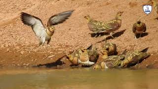شاهد كيف يرفع طائر القطا الماء لفراخه/Watch how a Pterocles raises water for its chicks