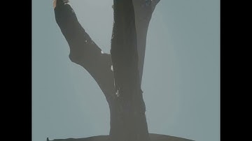 “The Mighty Oak at Alpine” -- #alpinegrovespark #photogrammetry #visualart - 4kp30