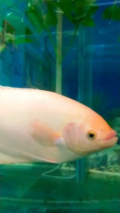 Gurami jadi Ikan Hias #shorts #viral #storywa